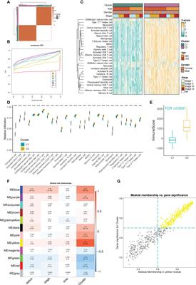 Machine learning-based identification of tumor-infiltrating immune cell-associated model with appealing implications in improving prognosis and immunotherapy response in bladder cancer patients